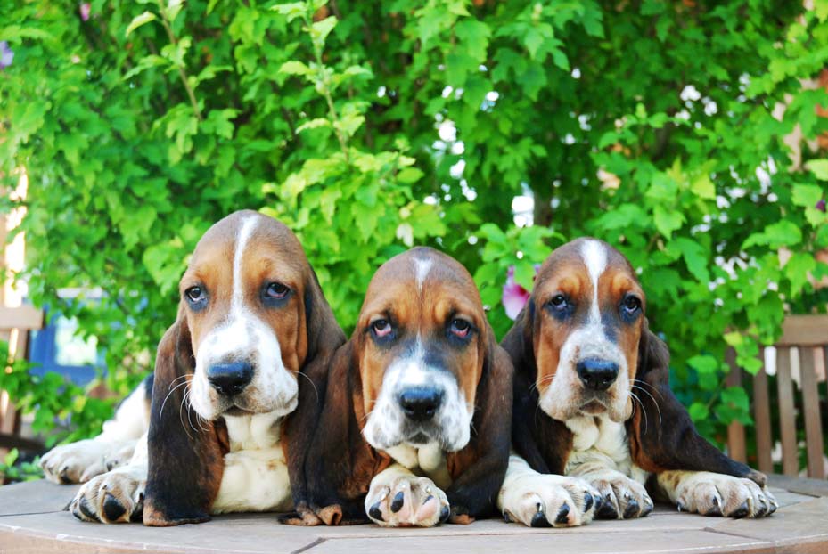 Cachorro Basset Hound