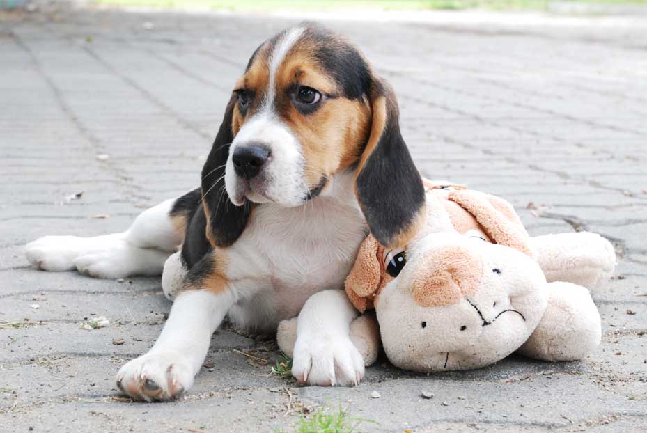Cachorro Beagle