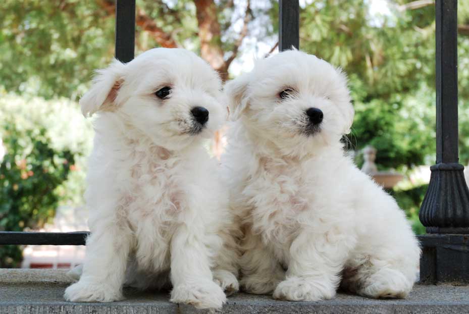 Cachorro Bichon Maltes