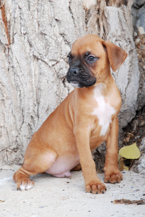 Cachorro Boxer