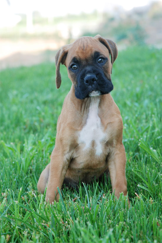 Venta de perros boxer Imagui