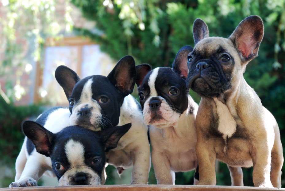 Cachorro Bulldog frances