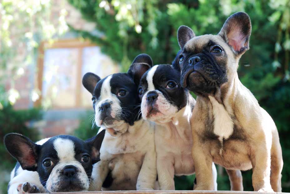 Comprar Bulldog Frances