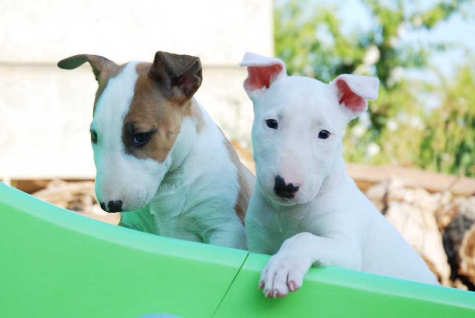 Cachorro Bull Terrier