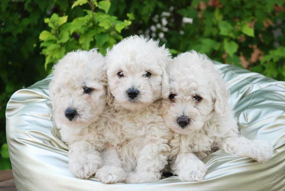 Cachorro Caniche