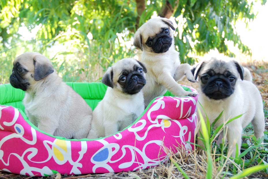 Cachorro Carlino
