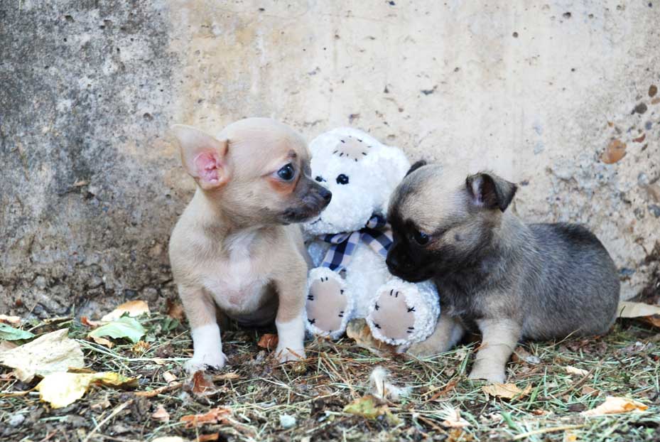 Comprar chuihuahua