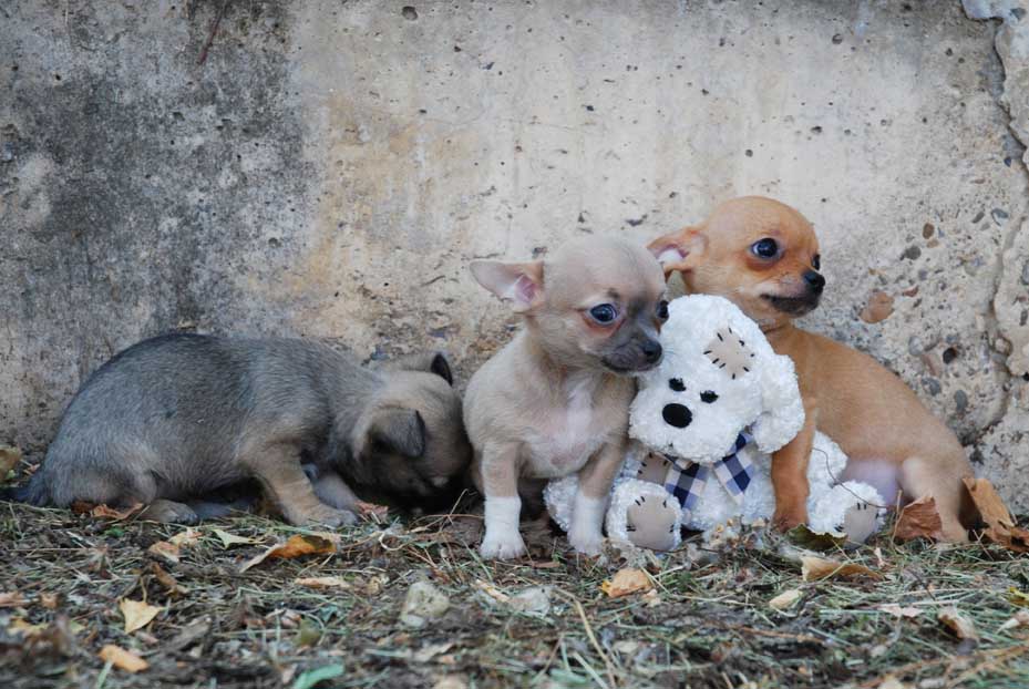 cachorro chihuahua