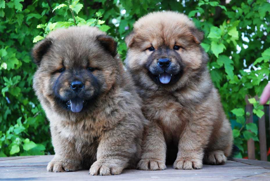Cachorro Chow Chow