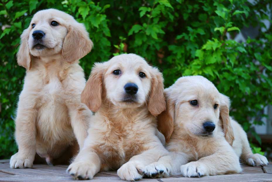 Cachorro Cocker