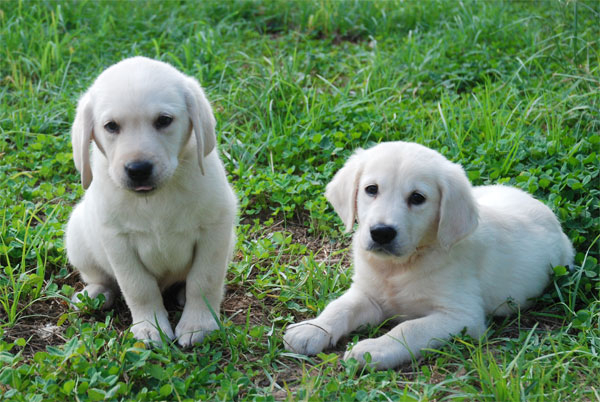 Cachorro labrador