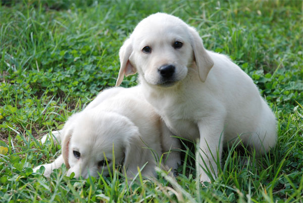 Comprar Cachorro labrador