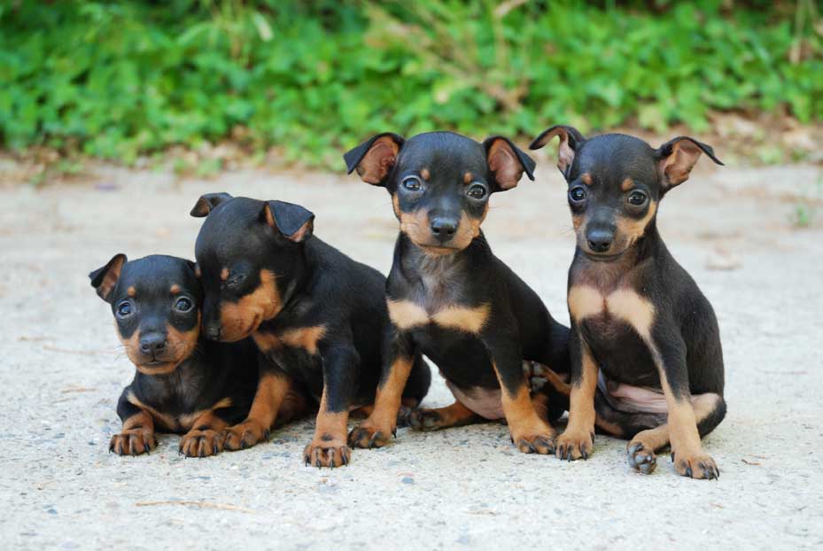 Comprar cachorros de mini pincher - Venta perros- cachorros yorkshire ...