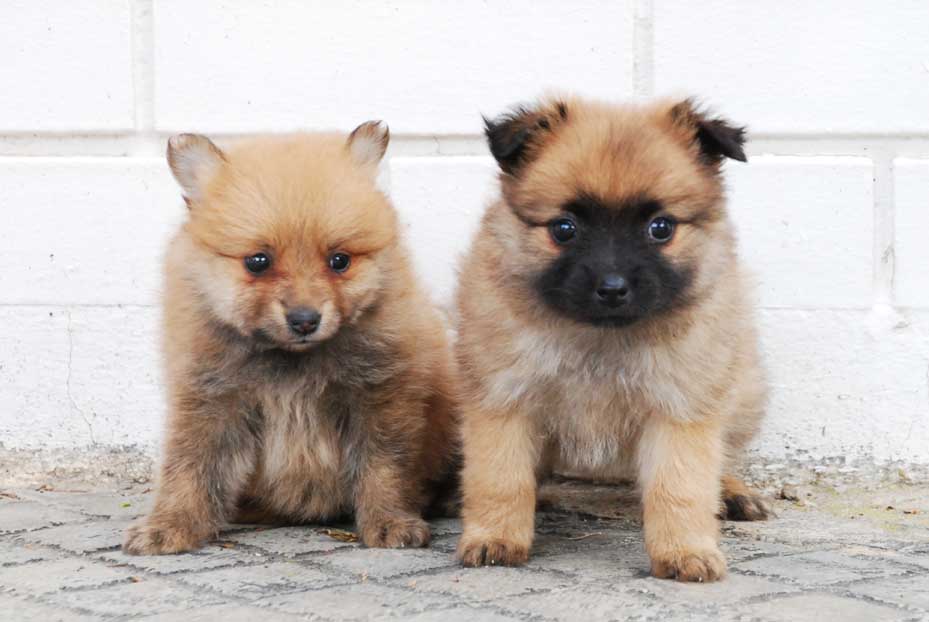 Cachorros Pomerania