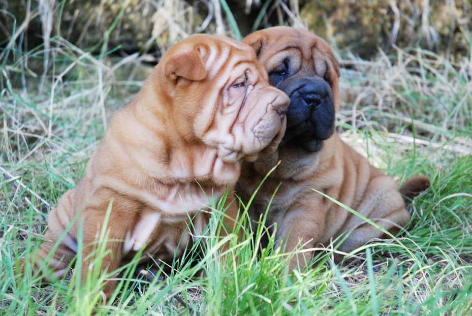 Cachorro Shar Pei