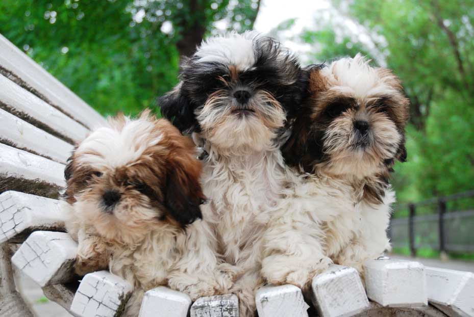 Comprar cachorros de shih-tzu - Gol... - Nuestras Razas - Venta perros- cachorros maltes-bulldog frances | Masperros.es