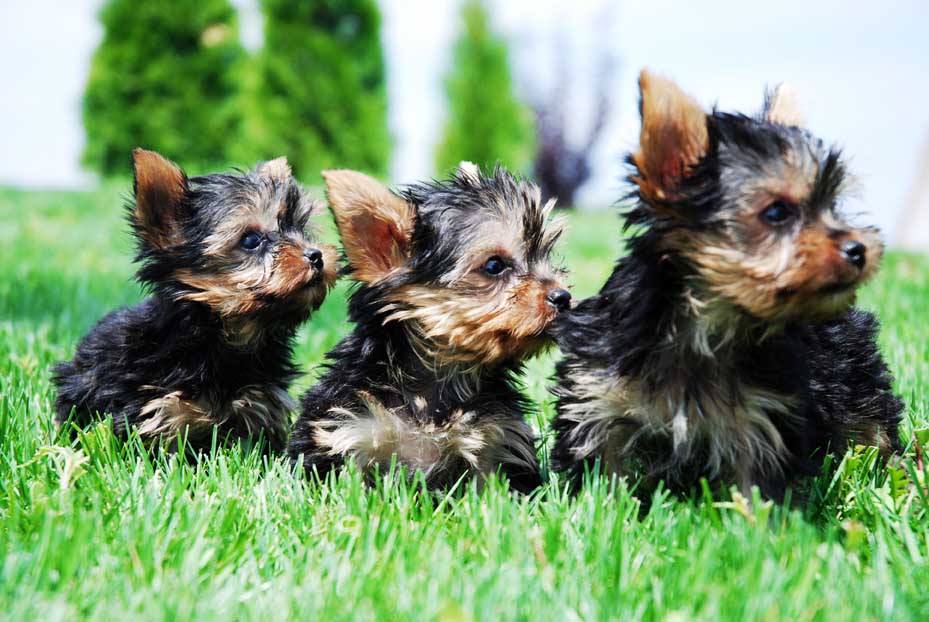 Cachorro Yorkshire