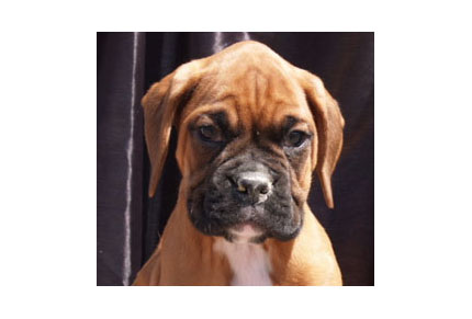 Boxer 6