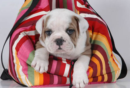 Bulldog_ingles_4