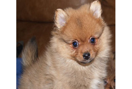 Pomerania 5