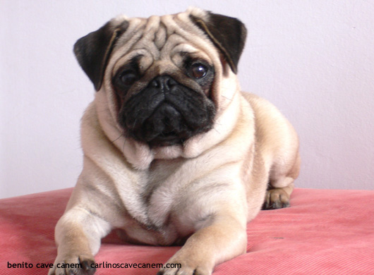 pug carlino recien nacido