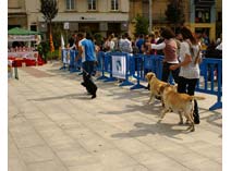 Exposición Jaca 2009
