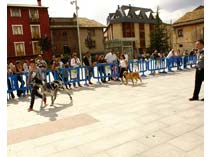 Exposición Jaca 2009