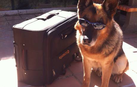 Una segunda oportunidad para los perros de la Policía Una segunda oportunidad para los perros de la Policía