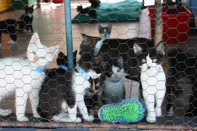 La Protectora de Animales quiere concienciar a los jacetanos La Protectora de Animales quiere concienciar a los jacetanos
