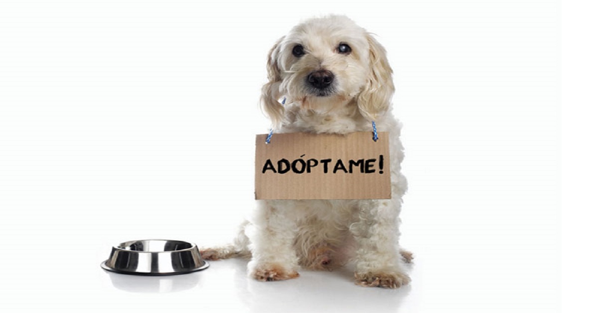 EXHIBICIÓN CANINA PARA PROMOVER LA ADOPCIÓN Y LA TENENCIA RESPONSABLE EN CORUÑA EXHIBICIÓN CANINA PARA PROMOVER LA ADOPCIÓN Y LA TENENCIA RESPONSABLE EN CORUÑA