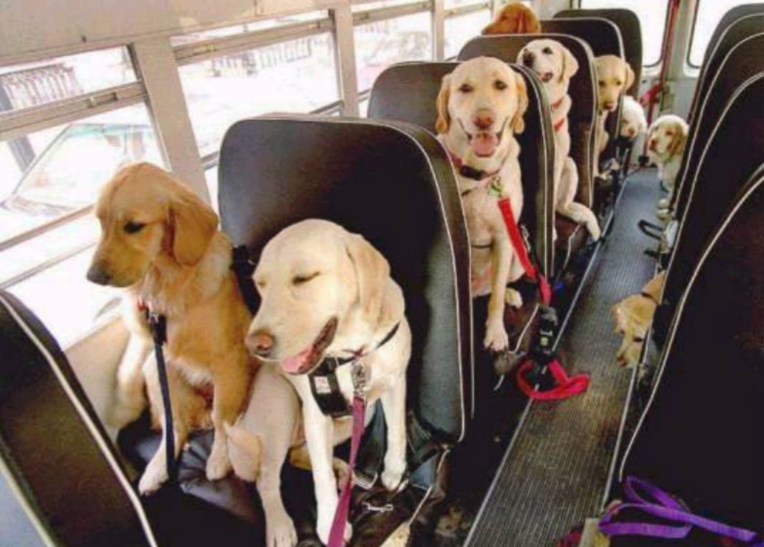 MÁS DE 2.000 PERROS UTILIZAN EL SERVICIO DE LA EMT EN MALLORCA DURANTE 2016 MÁS DE 2.000 PERROS UTILIZAN EL SERVICIO DE LA EMT EN MALLORCA DURANTE 2016