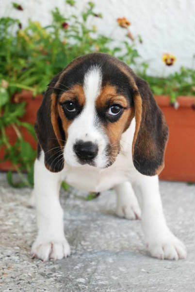 BEAGLE