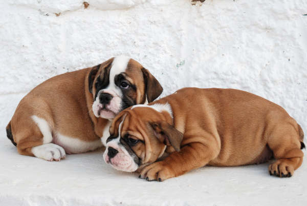 BULLDOG INGLES