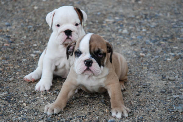 BULLDOG INGLES