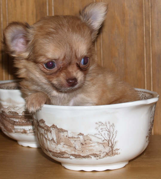 CHIHUAHUA