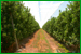 Proceso de la fruta