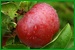 Proceso de la fruta